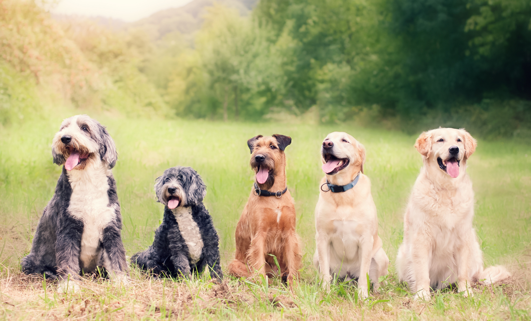 The Science Behind Healthier, Happier Dogs