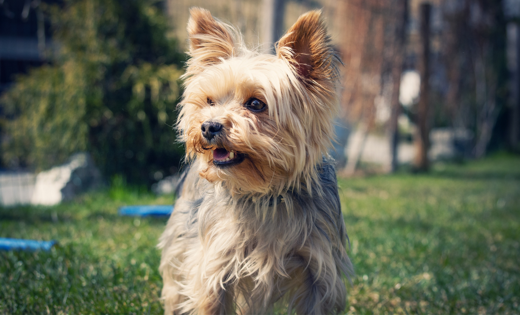 Leading Glucosamine Supplement for Dogs vs. Canine Pro Core