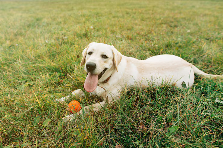 The Science Behind Healthier, Happier Dogs