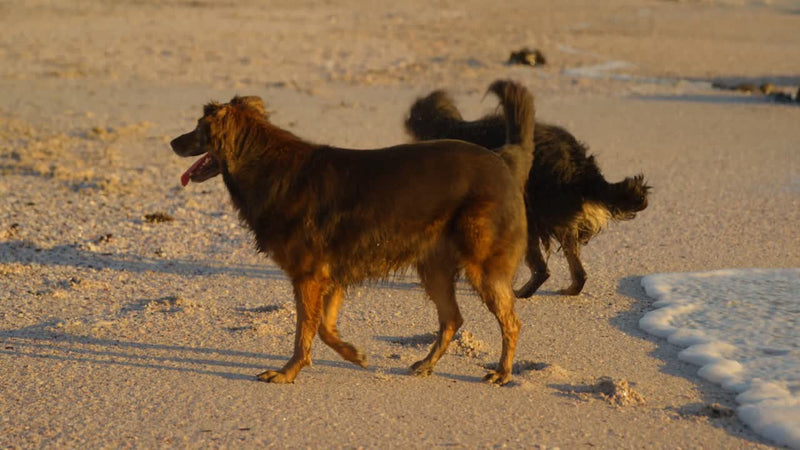 Unlock Next-Level Wellness for Your Dog at the Cellular Level