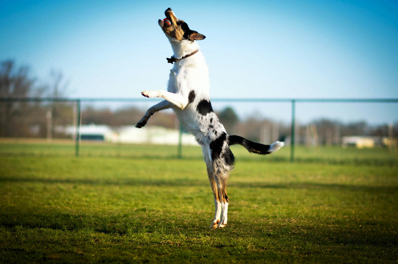 Ready to give your dog more good years?